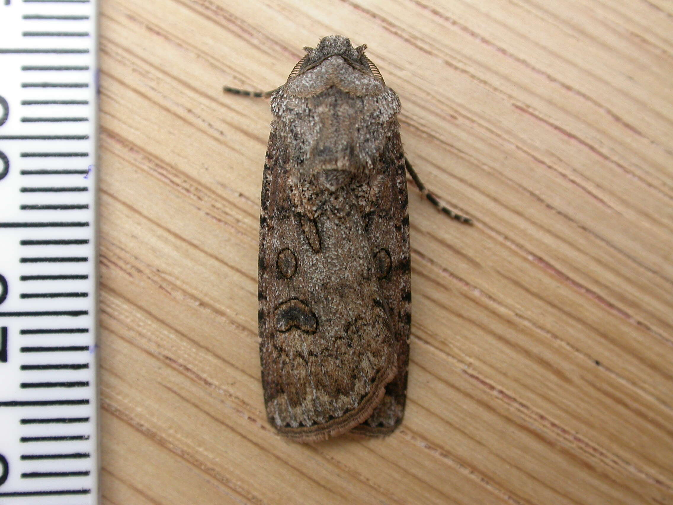 Image of turnip moth