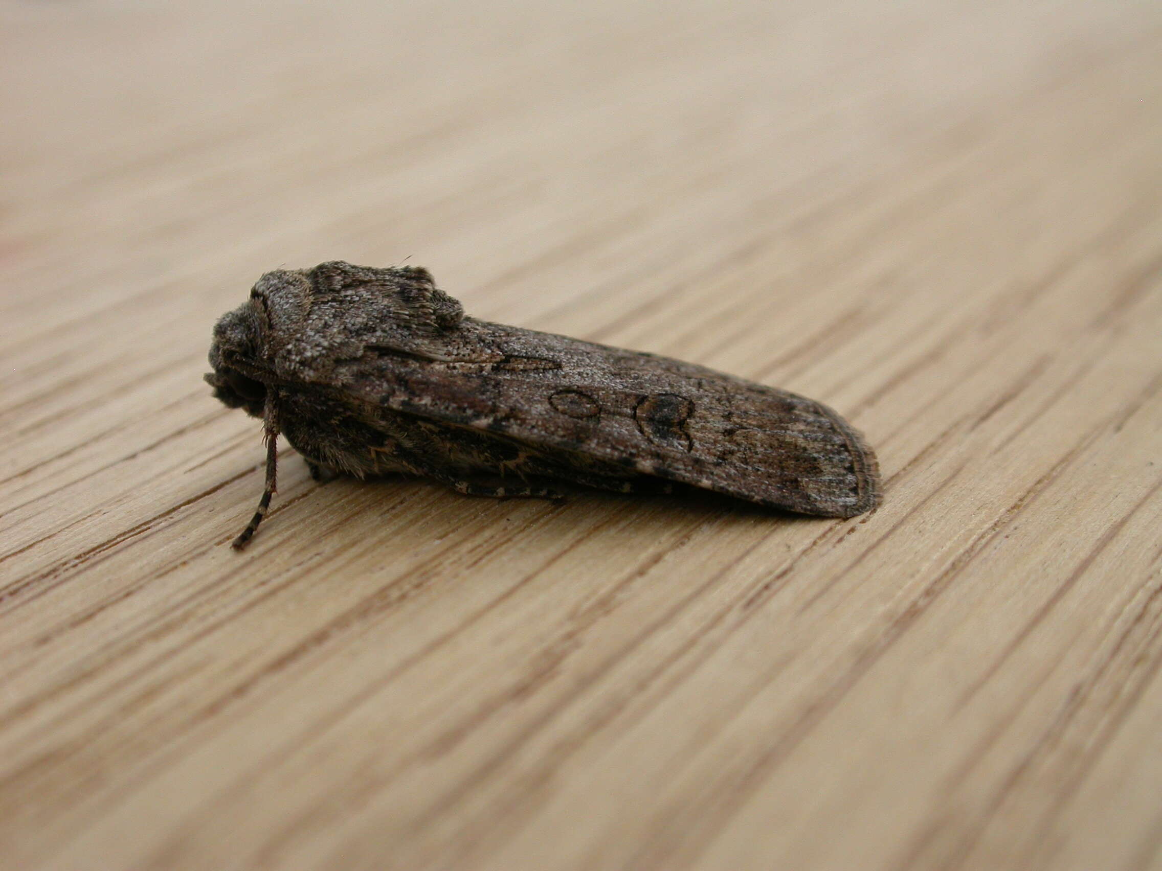 Image of turnip moth