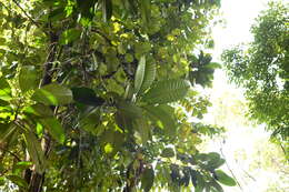 Image de Mangifera magnifica K. M. Kochummen