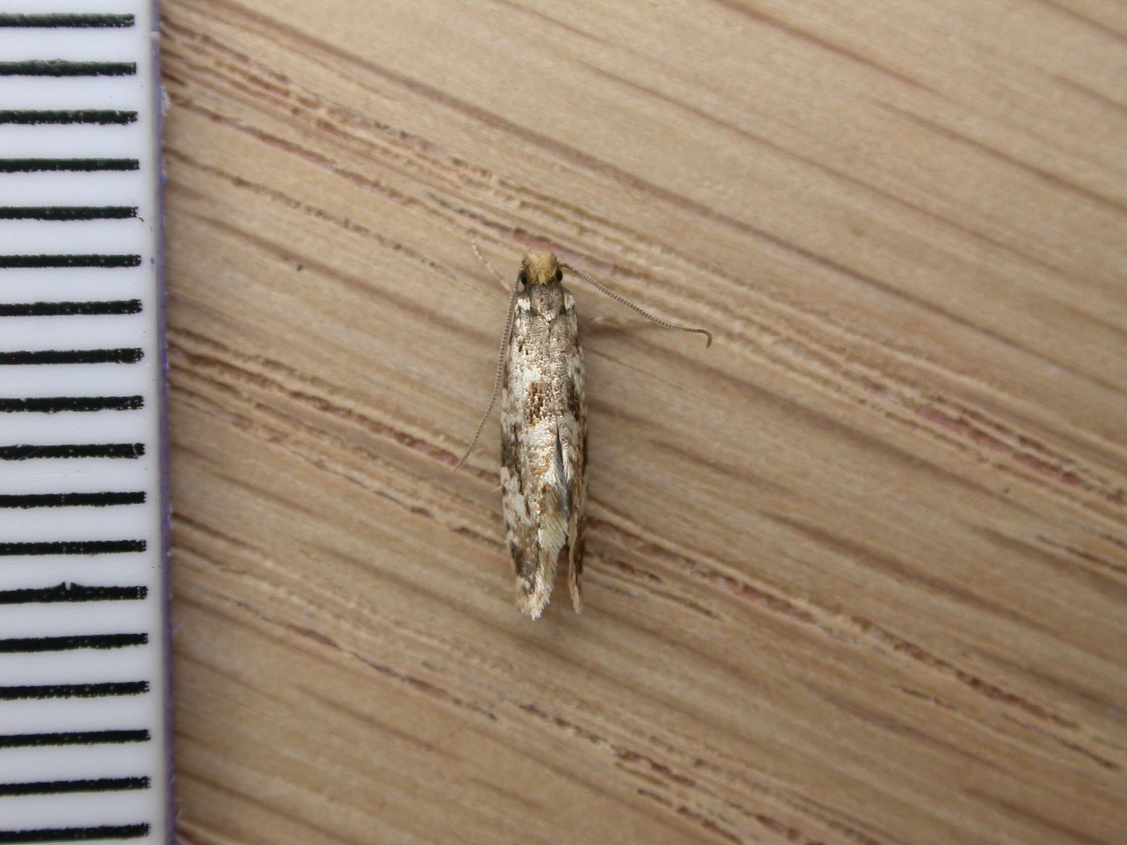 Image of Cork Moth