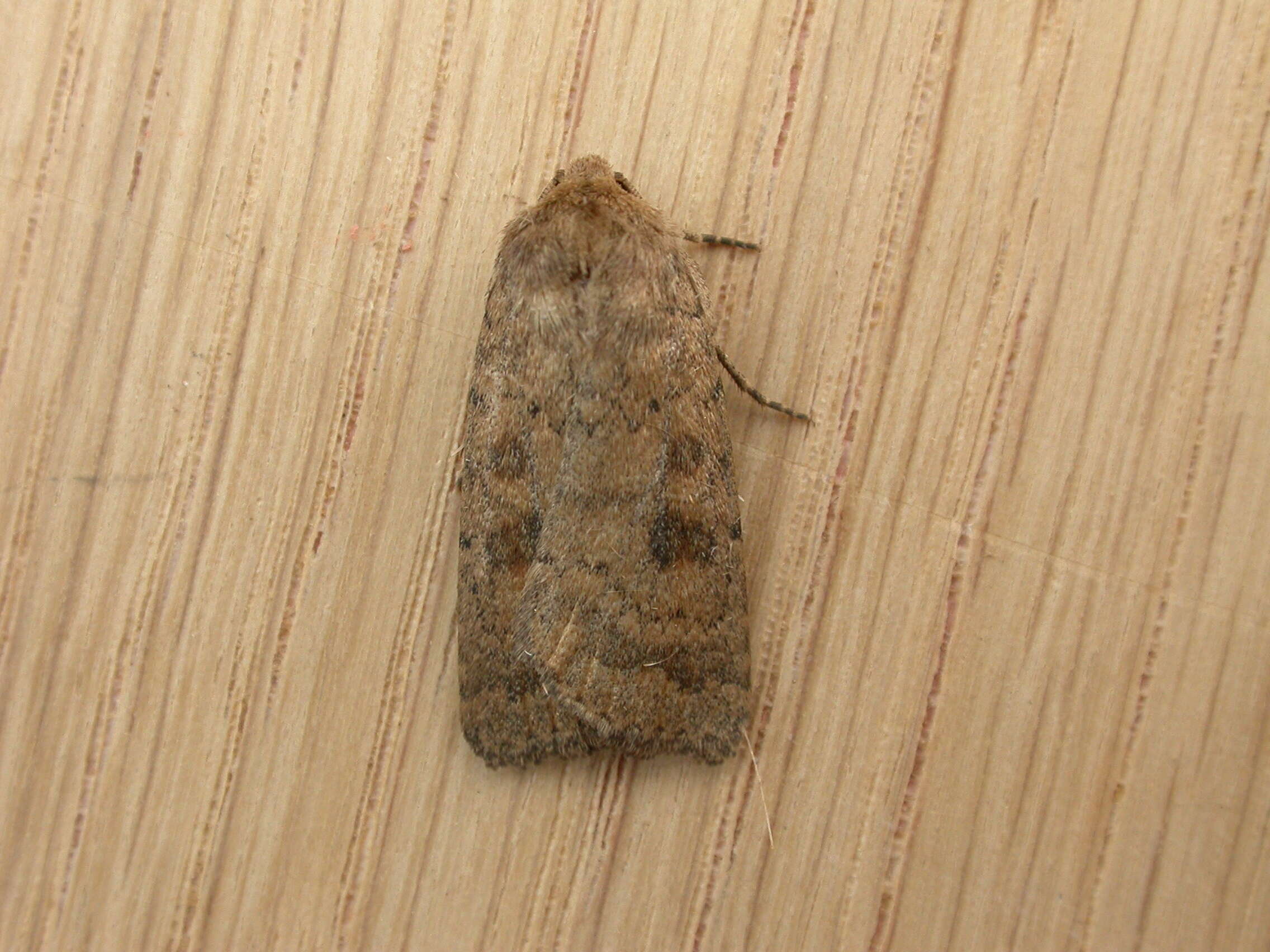 Image of The Mottled Rustic, Brungult Lövfly