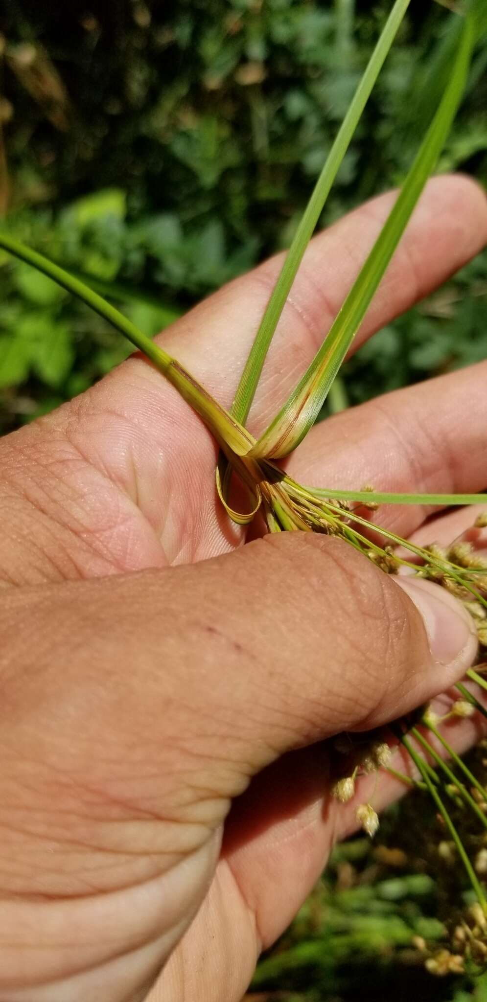 Image of Stalked Bulrush