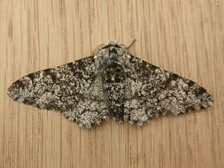 Image of peppered moth