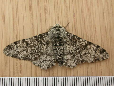 Image of peppered moth