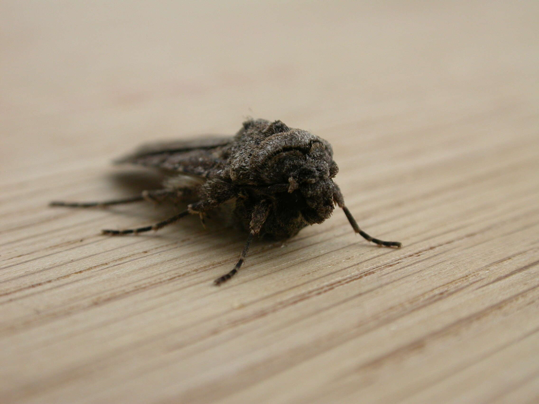 Image of turnip moth