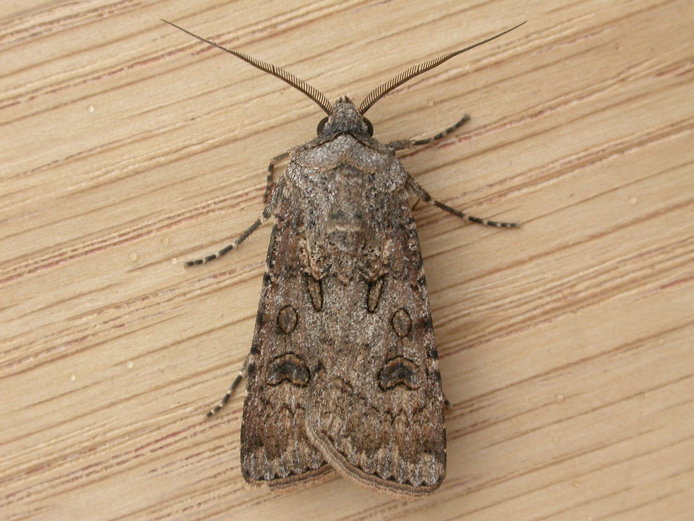 Image of turnip moth