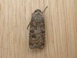 Image of turnip moth