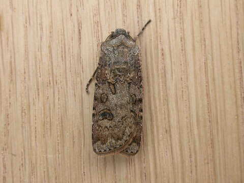 Image of turnip moth