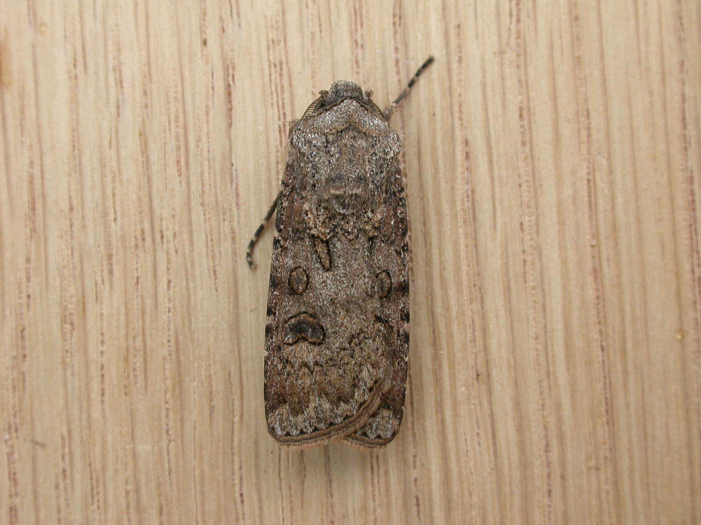 Image of turnip moth