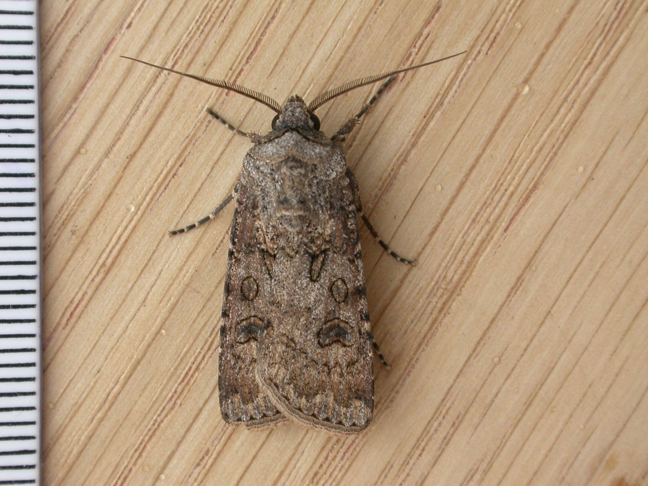 Image of turnip moth