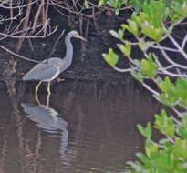 Image of Tricolored Heron