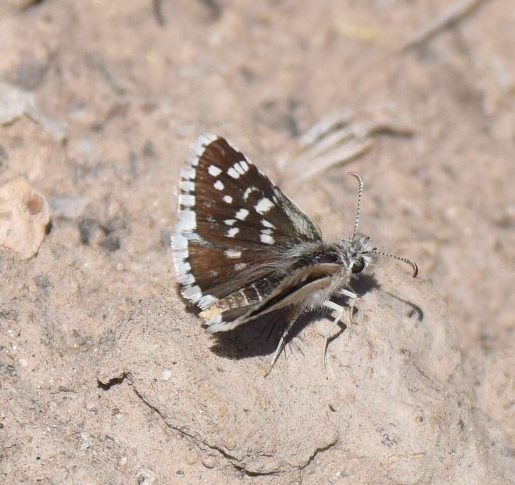 Image of Small Checkered Skipper