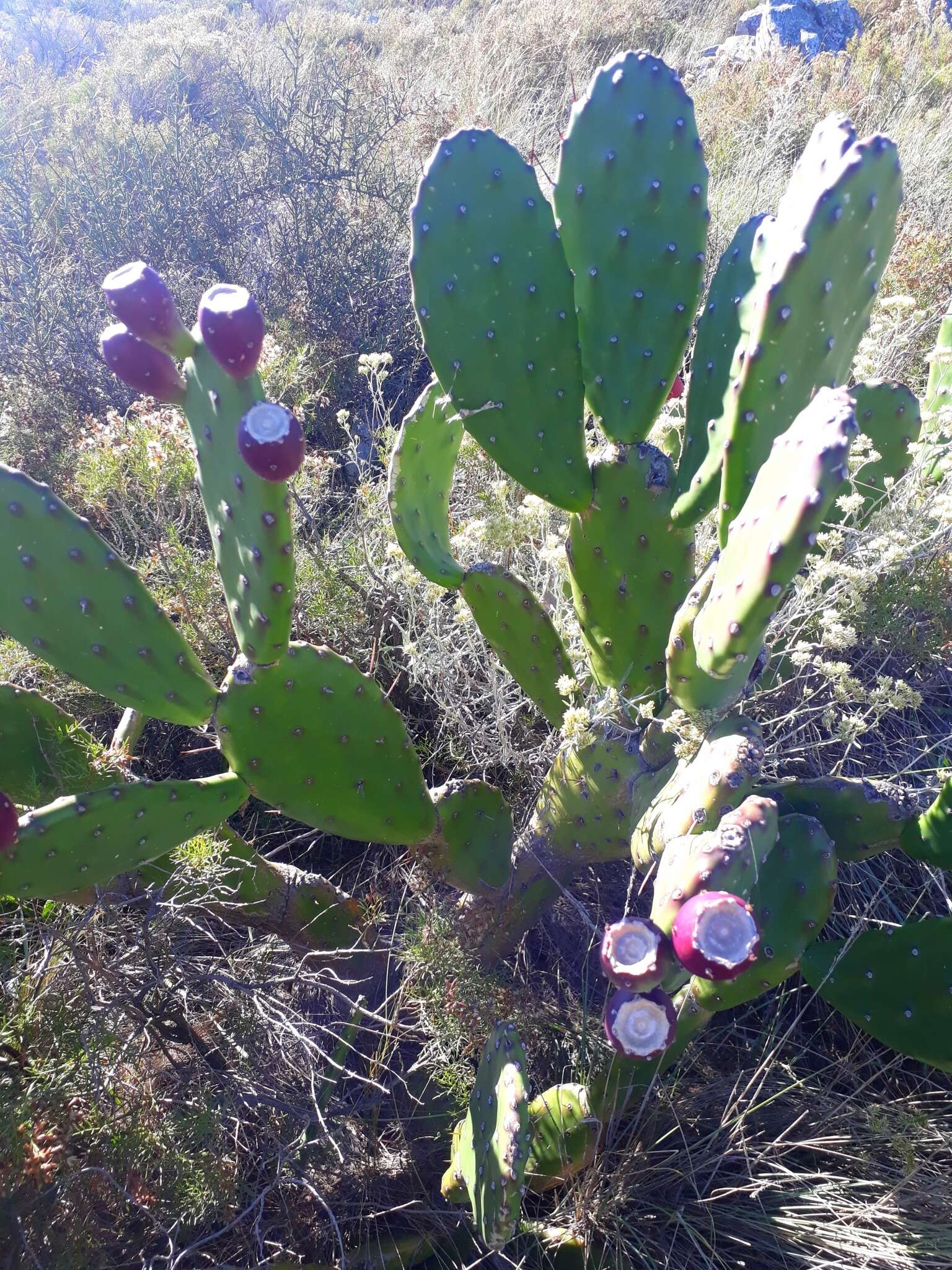 Image of <i>Opuntia bonaerensis</i>