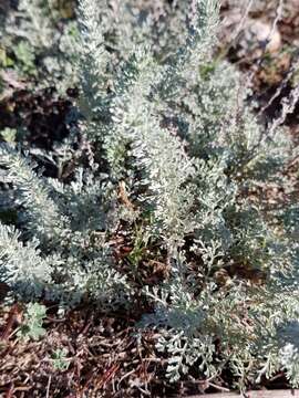 Image of Seriphidium caerulescens (L.) J. Soják