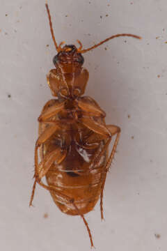 Image of Tetragonoderus (Peronoscelis) pallidus G. Horn 1869