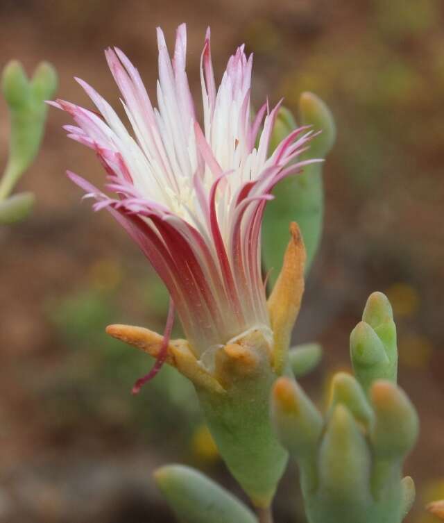 Imagem de Mesembryanthemum noctiflorum subsp. defoliatum (Haw.) Klak