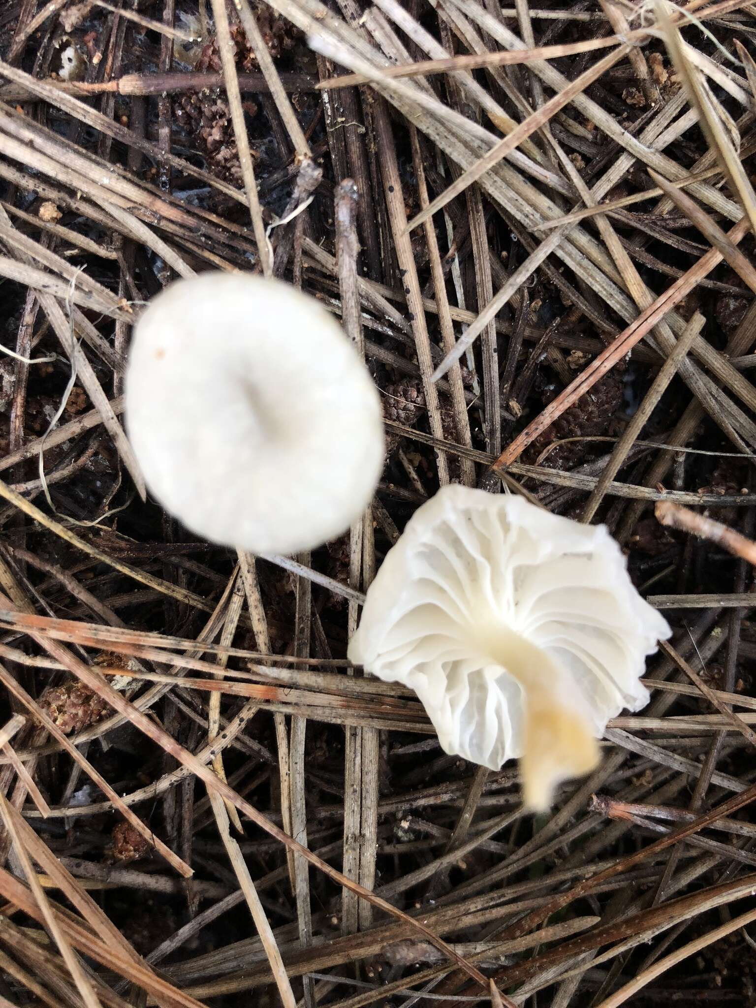 Image of Marasmius calhouniae Singer 1989