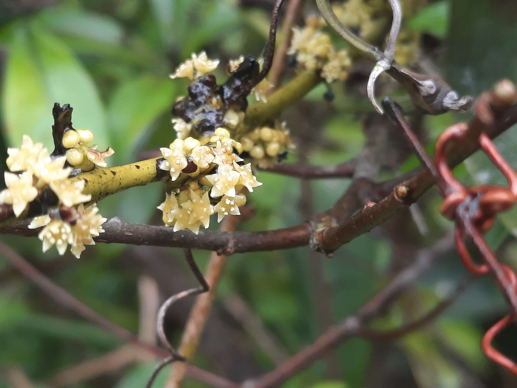 Image of Dendrotrophe varians (Bl.) Miq.