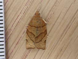 Image of barred fruit-tree tortrix