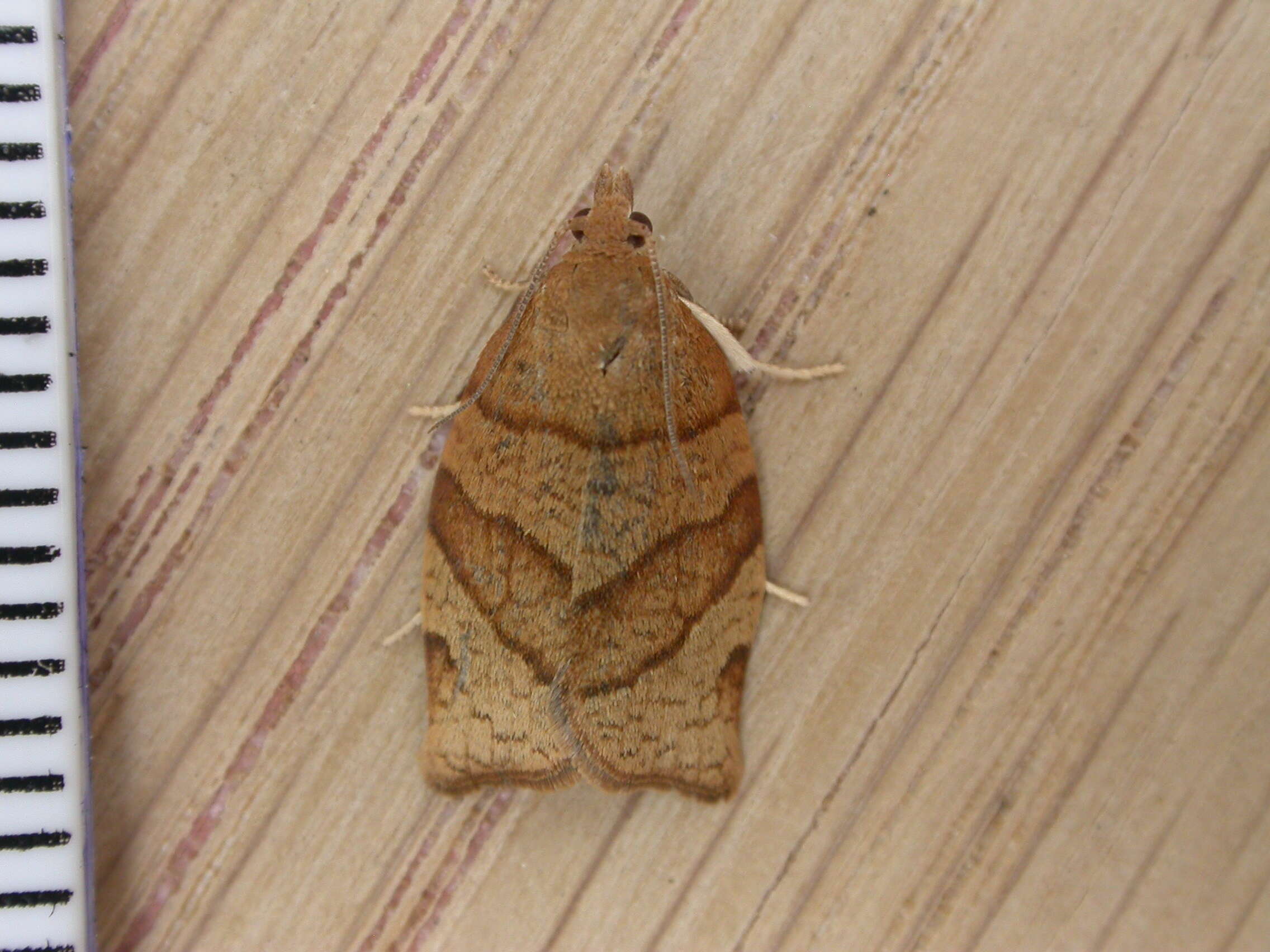 Image of barred fruit-tree tortrix