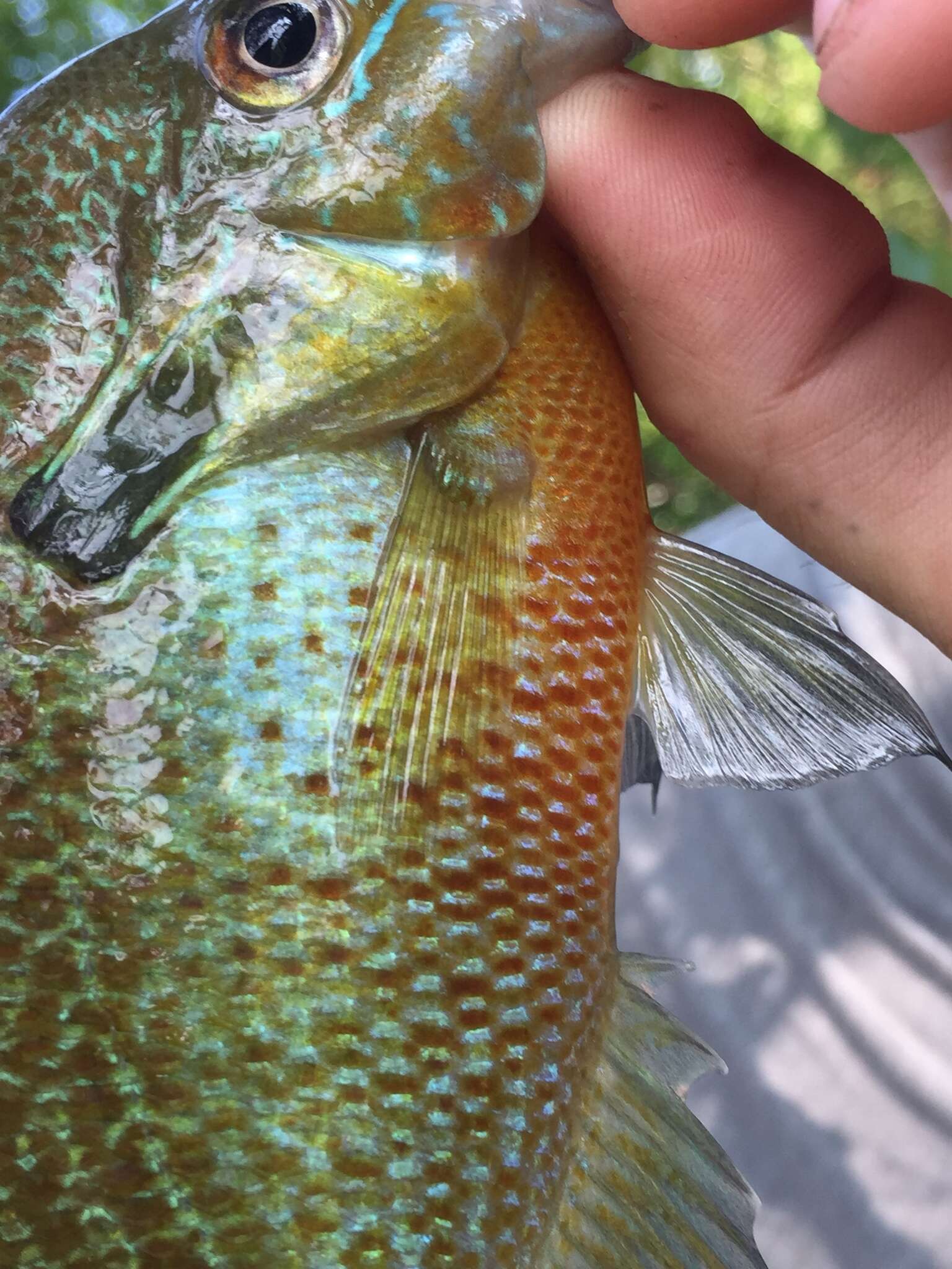 Image of Redbreast Sunfish