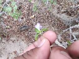 Sivun Ruellia californica subsp. peninsularis (Rose) T. F. Daniel kuva