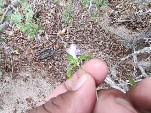 صورة Ruellia californica subsp. peninsularis (Rose) T. F. Daniel