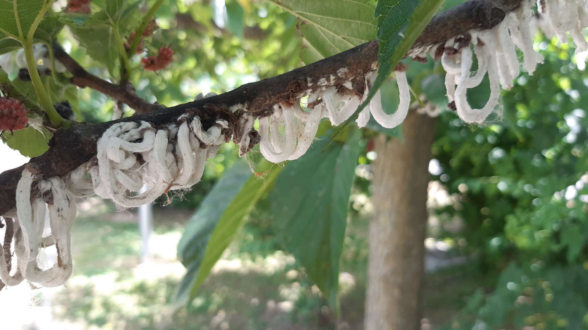 Sivun Takahashia japonica (Cockerell 1896) kuva