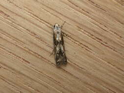 Image of Apple pith moth