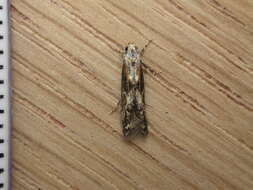 Image of Apple pith moth