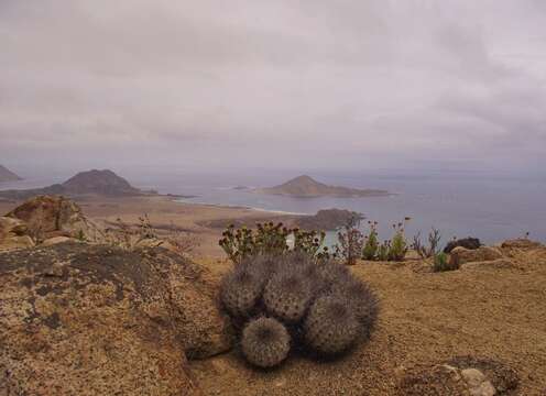 Image of Copiapoa serpentisulcata F. Ritter