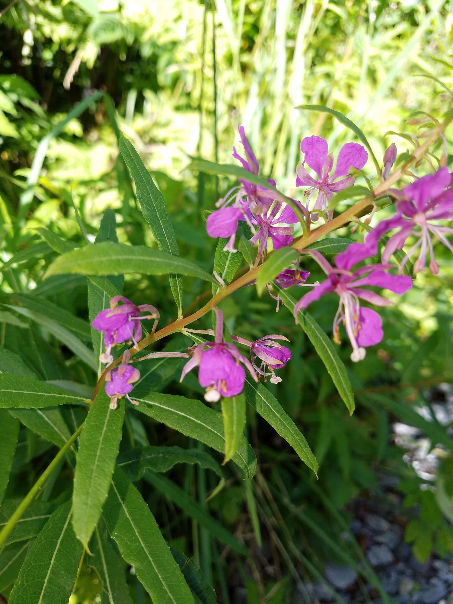 Image of fireweed