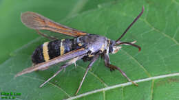 Image of Nokona pernix Leech 1888