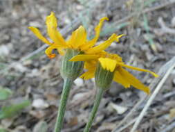 Image of Hall's woolly sunflower