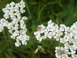 Image of Calocoris roseomaculatus (De Geer 1773)