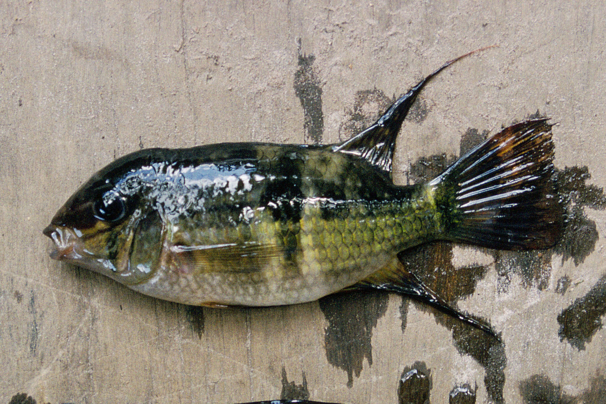 Image of Aequidens potaroensis Eigenmann 1912