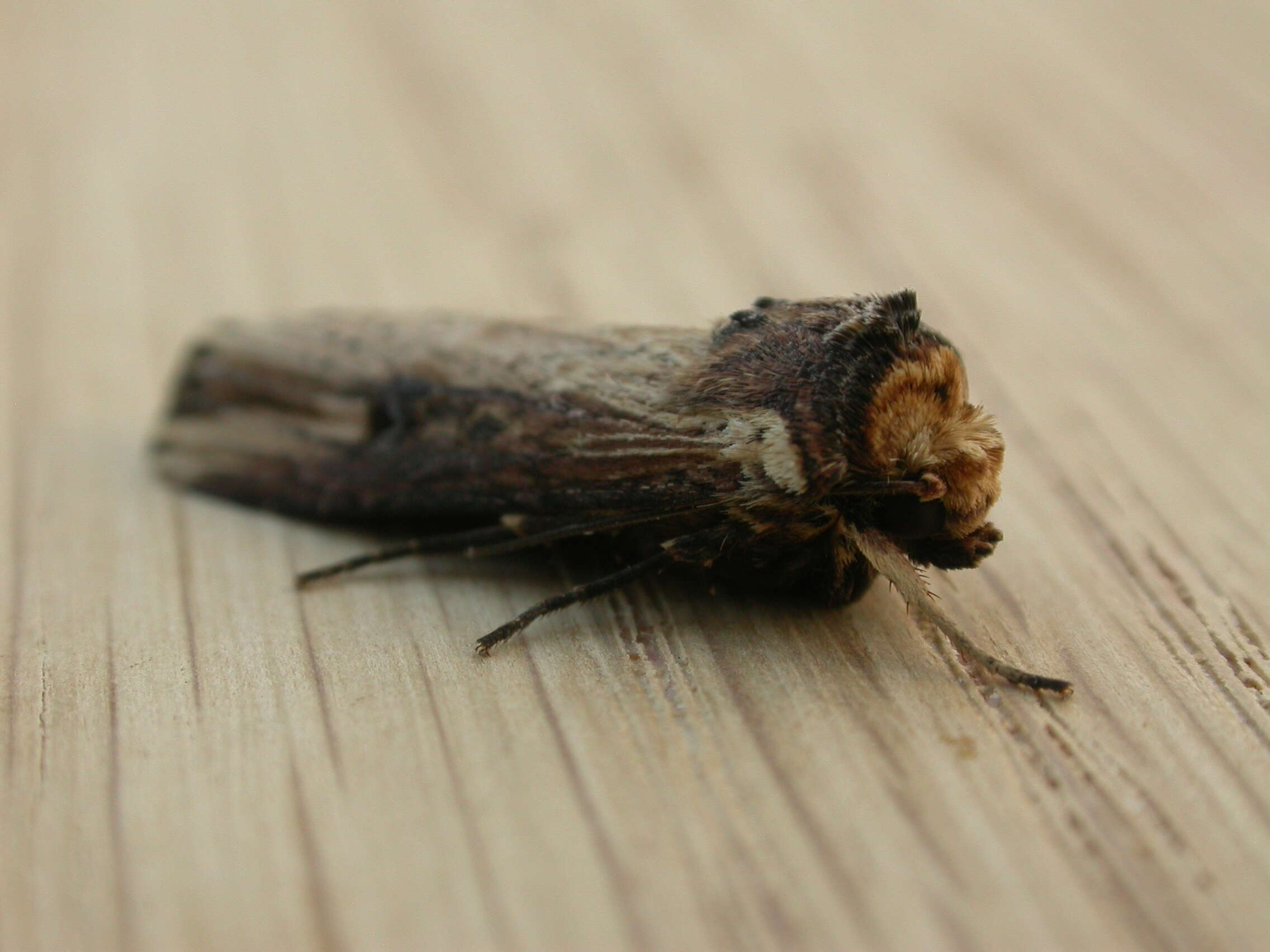 Image de noctuelle putride