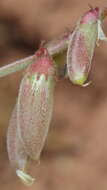 Sivun Astragalus humistratus A. Gray kuva