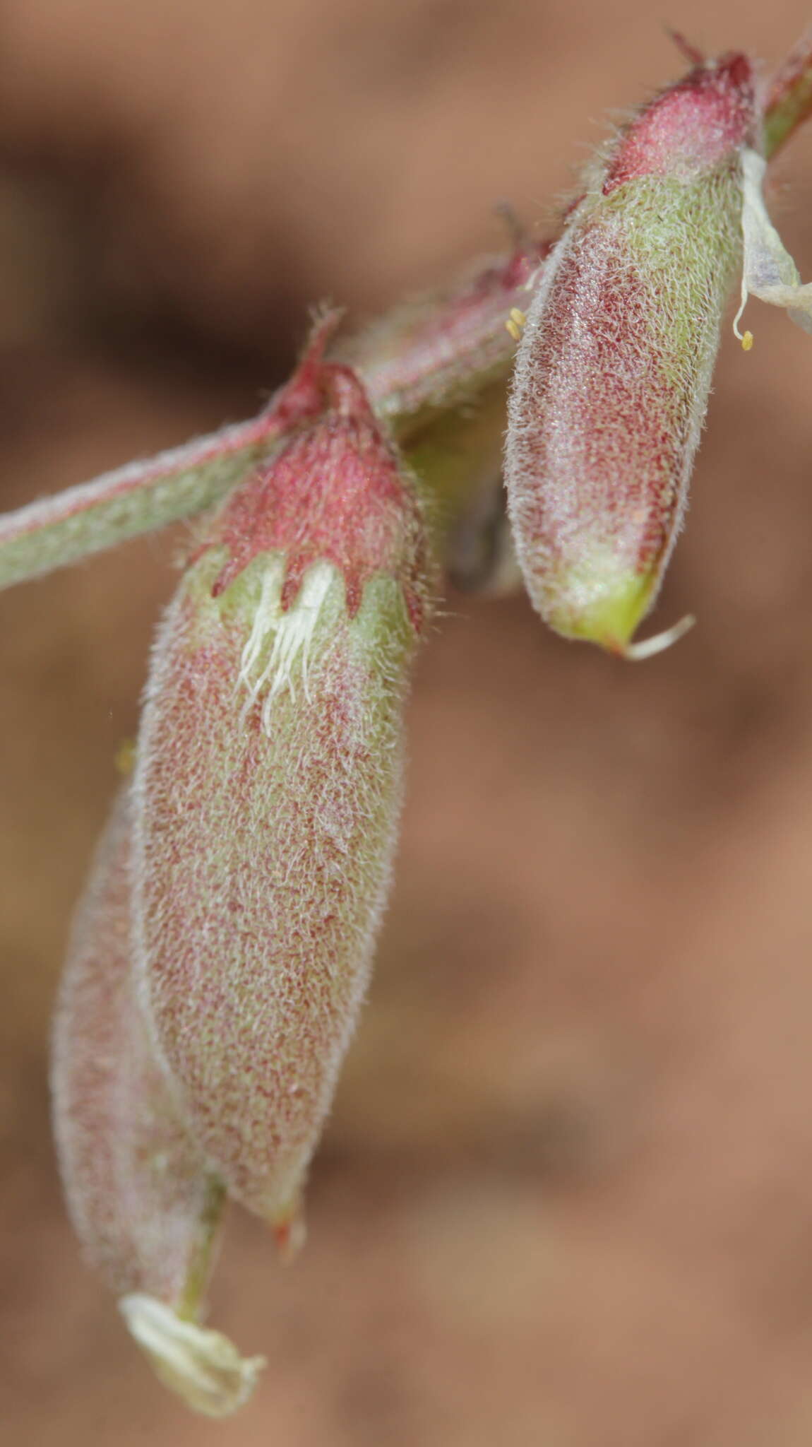 Sivun Astragalus humistratus A. Gray kuva