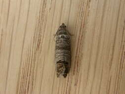 Image of codling moth