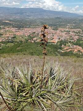 Imagem de Puya bicolor Mez