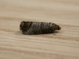 Image of codling moth