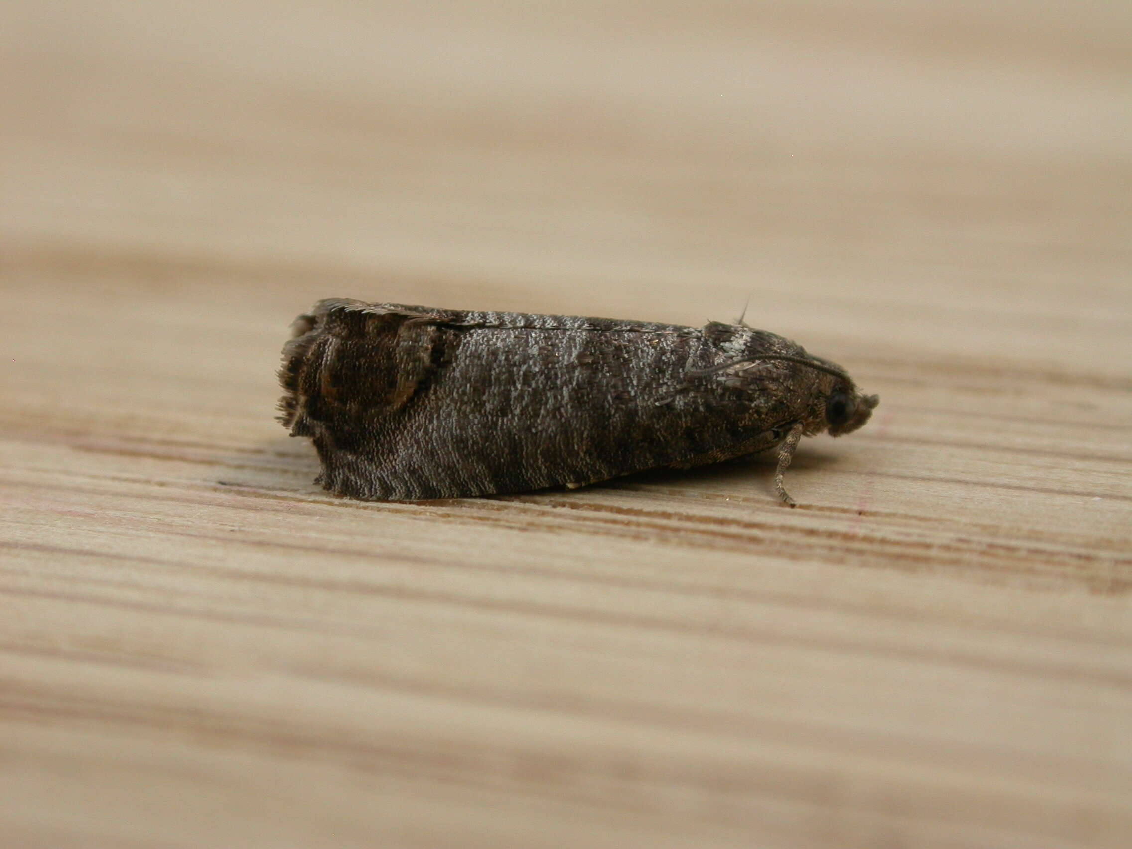 Image of codling moth