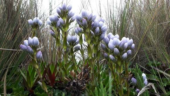 Image of Gentianella corymbosa (Kunth) Weaver & Rudenberg