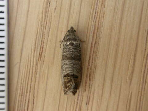 Image of codling moth