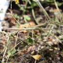 Image of Dubiophasma longicarinatum Zompro 2001
