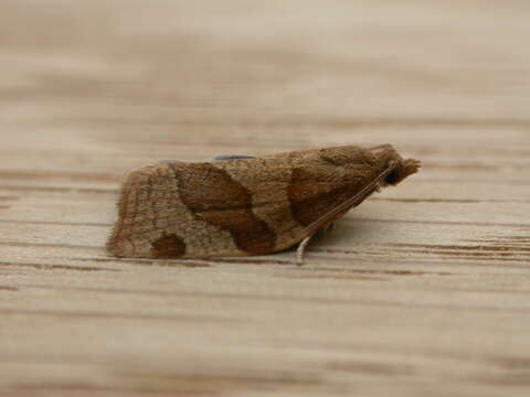 Image of barred fruit-tree tortrix