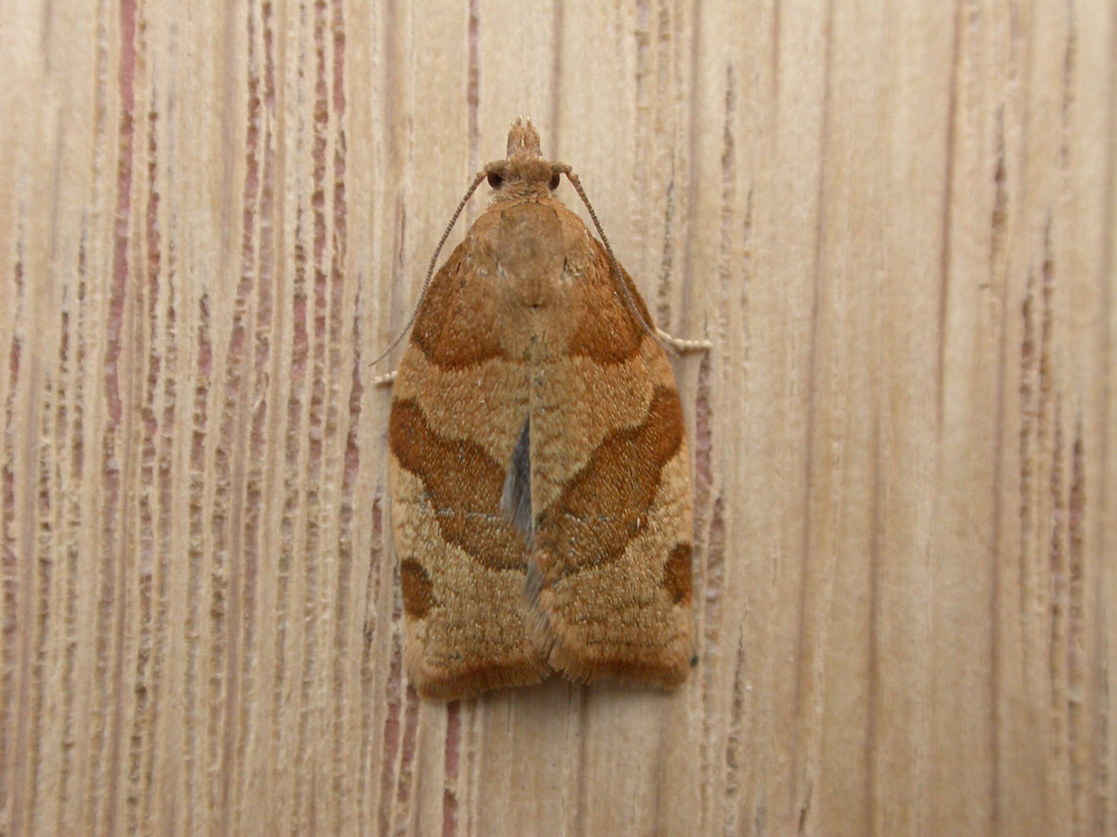 Image of barred fruit-tree tortrix