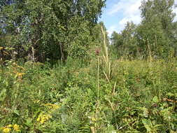 Image of heath false brome