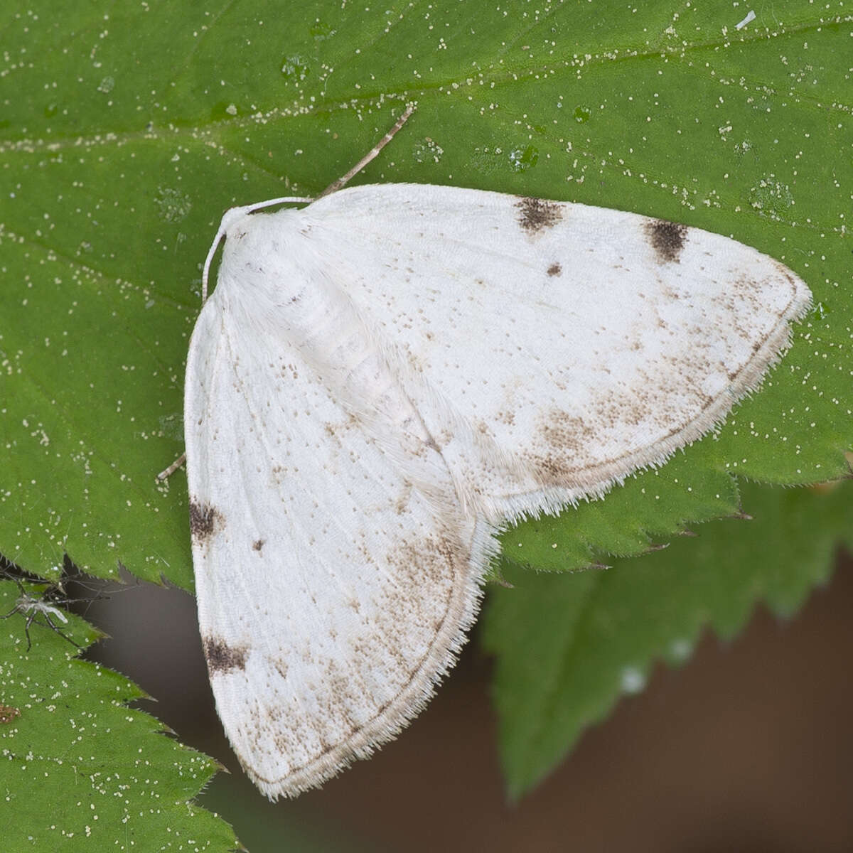 Imagem de Lomographa bimaculata Fabricius 1775